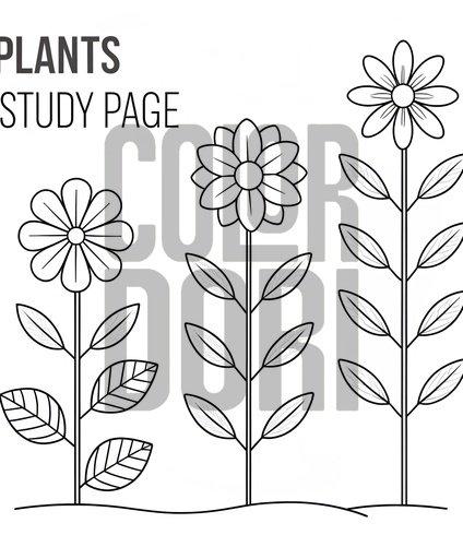 Plants Study Page